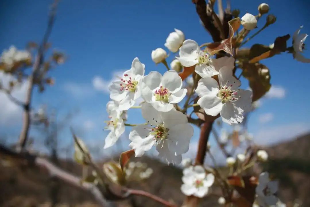 梨花