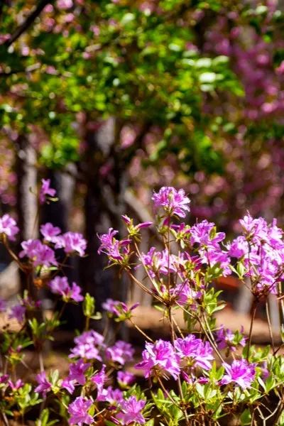 杜鹃花