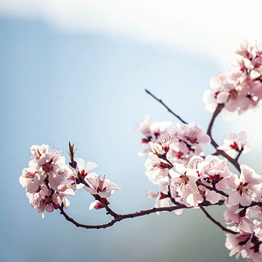 人面桃花春意浓